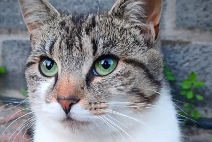 Vermisstmeldung Katze Weiblich , 2 jahre La Roche-en-Ardenne Belgien