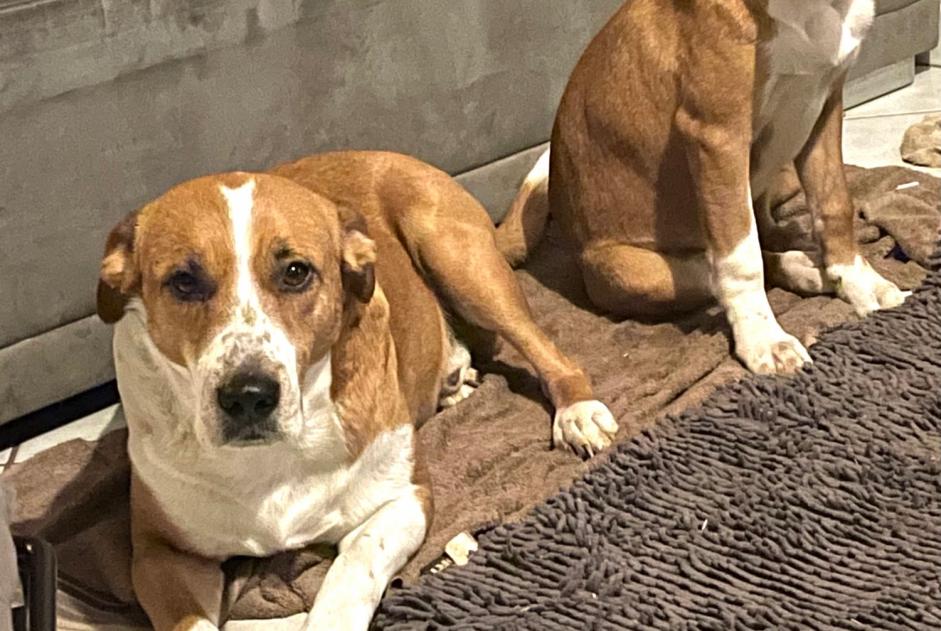 Avviso scomparsa Cane incrocio di razze Maschio , 7 anni Libin Belgio