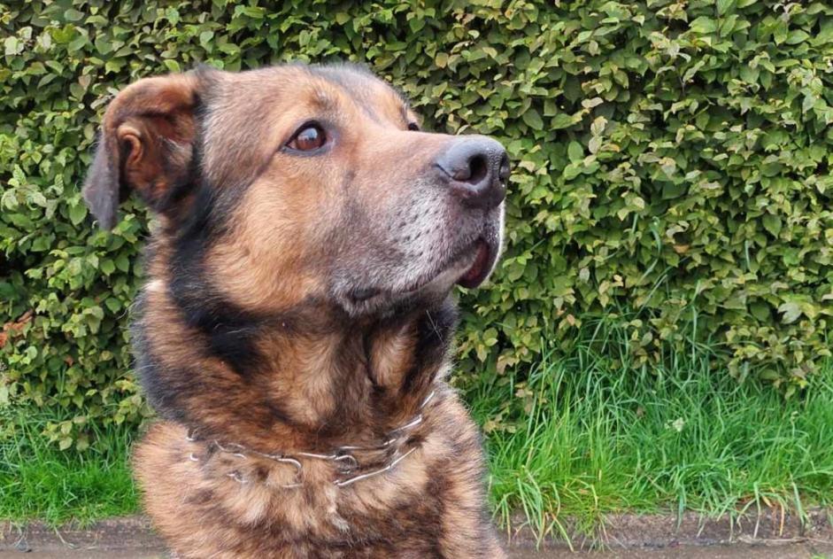 Verdwijningsalarm Hond rassenvermenging Mannetje , 6 jaar Arlon België