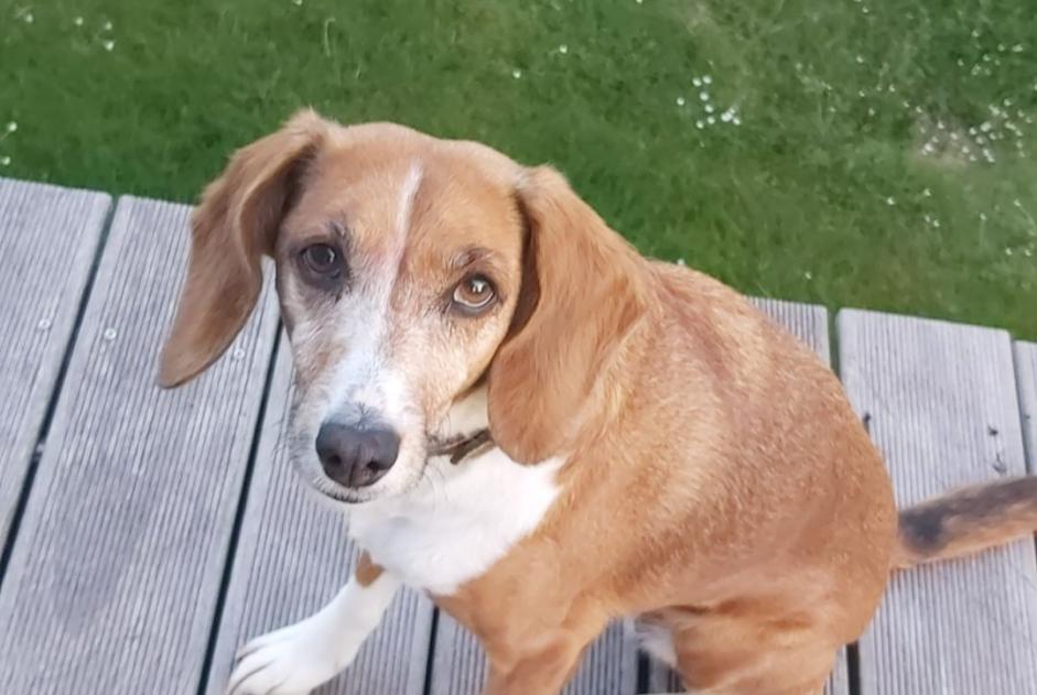 Verdwijningsalarm Hond rassenvermenging Vrouwtje , 13 jaar Libramont-Chevigny België